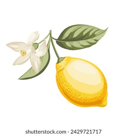 Lemons branch on white background