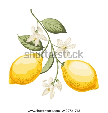 Lemons branch on white background