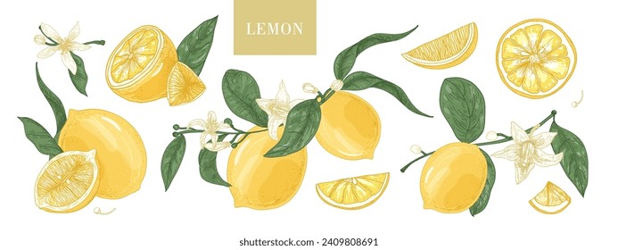 Lemons, citrus set. Yellow tropical fruit. Whole, half, cut piece, tree branch with leaf and blossomed flowers, vintage drawings. Hand-drawn graphic vector illustrations isolated on white background