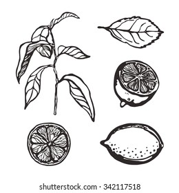 Lemons. Collection. Set. Vector illustration.