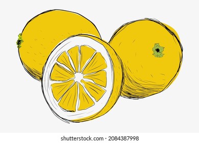 Lemons drawn by hand. Lemon in section drawn by hand. Vector eps illustration.