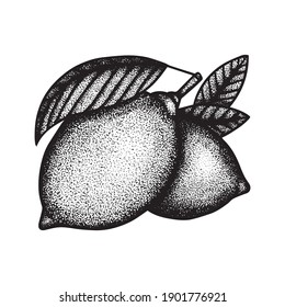 Lemons engraving style illustration. Lemons with leaves hand drawing graphic. Lemons dotted sketch. Part of set. 
