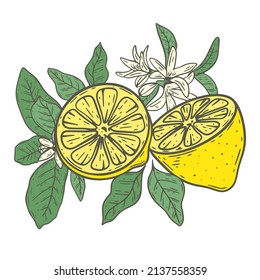 Lemons, flowers and leafy twigs composition. Citrus halves colored sketch hand engraving. Lemon branch blossom and fruits isolated vector illustration