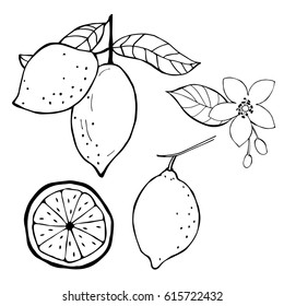 Lemons, flowers, seeds.Vector illustration.