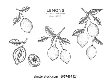 Lemons fruit hand drawn botanical illustration with line art.