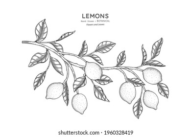 Lemons fruit hand drawn botanical illustration with line art.