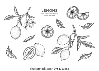 Lemons fruit hand drawn botanical illustration with line art.