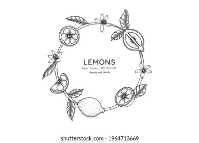 Lemons fruit hand drawn botanical illustration with line art.