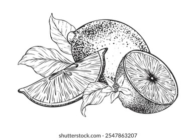 Lemons fruits, Slice of Lemon, flowers and leaves. Hand drawn vector illustration. Black and white Sketch of citrus. Isolated on white background. Design for menu, package, cosmetic, textile