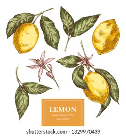 Lemons hand drawn colorfull vector illustrations. Sketch yellow citrus fruits cliparts set. Isolated ink brush doodle drawing. Realistic leaves, flowers. Engraving color botanical design elements