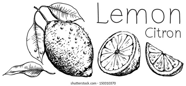 Lemons, hand drawn lemon with leaves, lemon citrus vector set isolated on white, drawings blossoming lemon