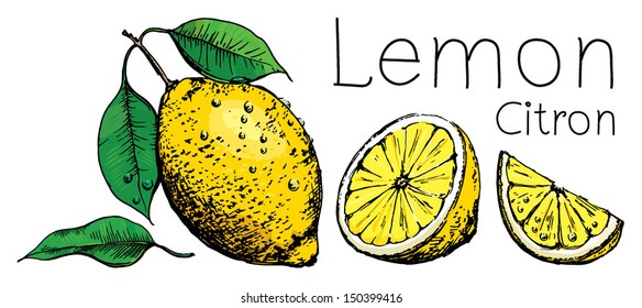 Lemons, hand drawn lemon with leaves, lemon citrus vector set isolated on white, drawings blossoming lemon