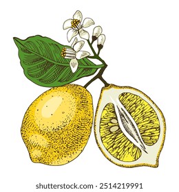 Lemons hand drawn vector branch