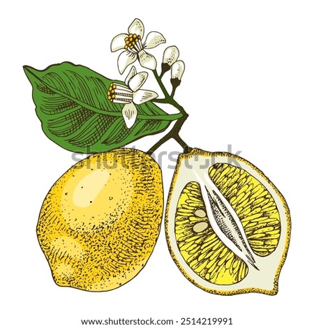 Lemons hand drawn vector branch