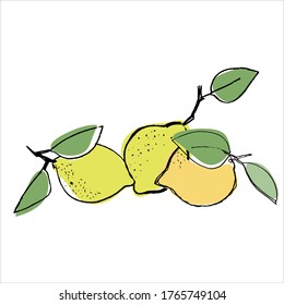 Lemons. Hand drawn vector illustration for teaching aid, price tag, fruit stores, restaurants and farm markets promotion. Isolated design element