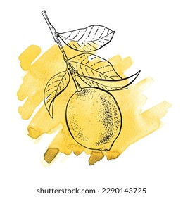 Lemons, hand-drawn. Vector sketch of lemon with watercolor texture on a white background.
