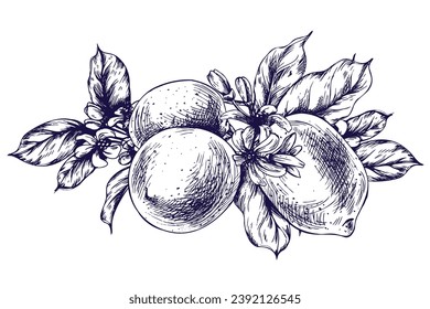 Lemons juicy, ripe with leaves on the branches with flowers, whole. Graphic botanical illustration hand drawn in blue ink. Isolated object EPS vector.