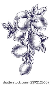 Lemons juicy, ripe with leaves on the branches with flowers, whole. Graphic botanical illustration hand drawn in blue ink. Isolated object EPS vector.