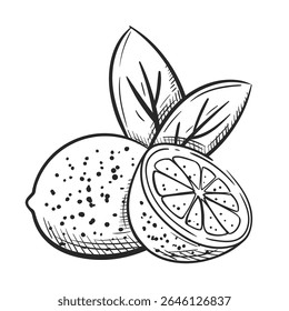 Limões com folhas desenhadas à mão isolados sobre fundo branco. Esboço de limas inteiras e metades. Design antigo. Ilustração vetorial
