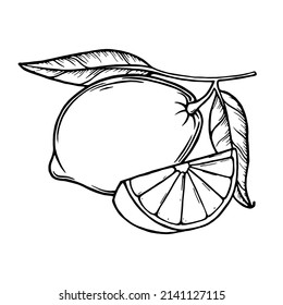 Lemons and leaves. Lemon slices. Fresh citrus, half sliced lemons. Hand drawn outline vector illustration isolated on white background.