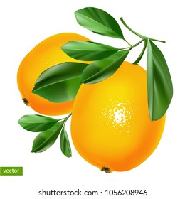 
Lemons with leaves. A realistic image.