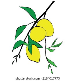 
lemons with leaves vector illustrations