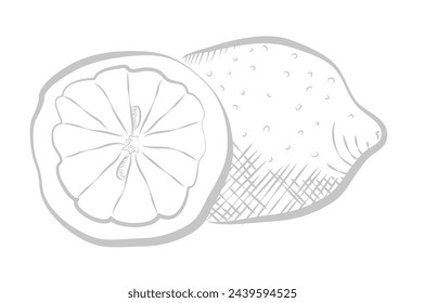 Lemons, line sketch whole citrus fruit with peel and cut into half vector illustration