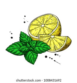 Lemons and mint vector drawing.  Hand drawn sliced fruit piece and leaves. Isolated on white background. Detailed illustration for mojito drink, lemonade, tea label