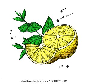 Lemons and mint vector drawing.  Hand drawn sliced fruit piece and leaves. Isolated on white background. Detailed illustration for mojito drink, lemonade, tea label