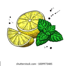 Lemons and mint vector drawing.  Hand drawn sliced fruit piece and leaves. Isolated on white background. Detailed illustration for mojito drink, lemonade, tea label