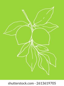 lemons on a branch with leaves, hand drawn, vector linear illustration on a green background