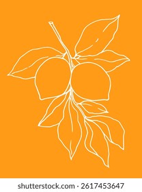 lemons on a branch with leaves, hand drawn, vector linear illustration on a orange background