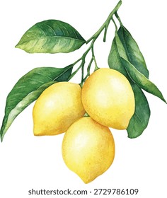 Lemons on Branch Watercolor  vector illustration