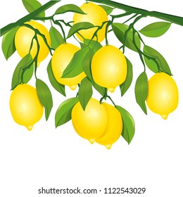 Lemons on tree illustration