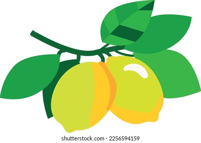 The lemons on the tree are ripe