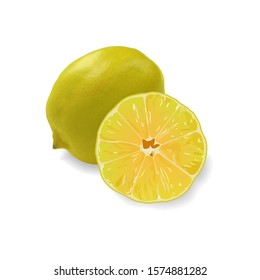 Lemons on a white background. Stock vector illustration.