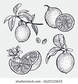 Lemons set in graphic style. Fruit with leaves and flowers, whole and slices. Sketch in black ink. Hand drawn vector illustration. Food and cosmetic labels, banners. Jam and lemonade packaging design.