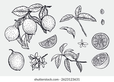 Limões definidos em estilo gráfico. Frutos inteiros e fatias, flores, folhas, galhos. Esboço com tinta preta. Ilustração de vetor desenhada à mão. Rótulos de alimentos e cosméticos, faixas. Projeto de embalagem de geleia e limonada.