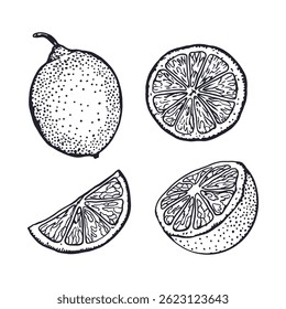 Limones en estilo gráfico. Fruta entera y rodajas. Boceto de tinta negra. Ilustración vectorial dibujada a mano. Para postales, etiquetas de alimentos y cosméticos, Anuncios, carteles. Para el diseño de empaques de mermelada y limonada.