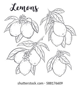 Lemons set. Lemon branches. Citrus collection. Hand drawn isolated on white. Sketch, doodle