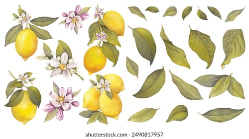 Ilustración de acuarela de limones, cítricos, hojas verdes. Conjunto Clipart, colores amarillo y verde. Elementos de diseño de ducha para bebés. Invitación de fiesta, celebración de cumpleaños. Decoración de primavera o verano