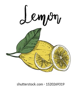 Lemons whole and slices, vector