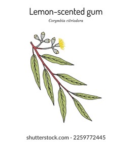 Lemon-scented gum, or lemon eucalyptus (Corymbia citriodora), medicinal plant. Hand drawn botanical vector illustration