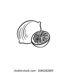 lemon,vector drawing sketch of citrus fruit isolated at white background, hand drawn illustration