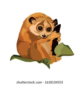 Lemur Lori icon. Color vector