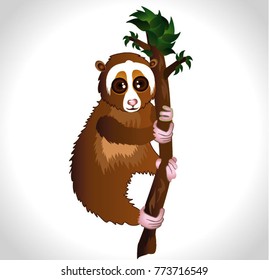 lemur loris. Exotic animal. Vector illustration. lori on the tree