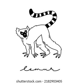 Lemur, ready to jump. Lemur in a dynamic pose on four paws. Striped tail. Primate with a long striped tail