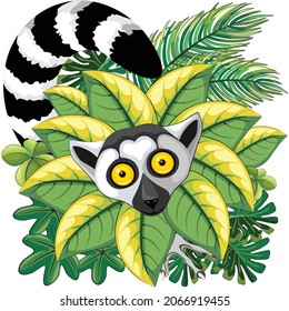 Lemur Ring Tailed a.k.a. Lemur Catta, or Maky, endemic Primate of Madagascar Island, in Green Leaves Jungle Background