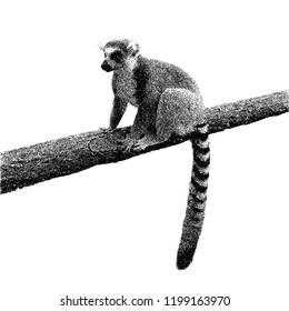 Lemur is sitting on a tree. Isolated on white background. Vector illustration. Sketch style.