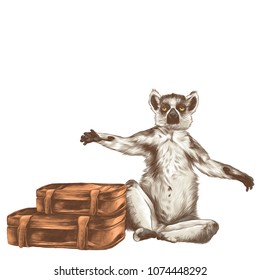 lemur sitting with raised paws with two retro suitcases, vector sketch graphics colored drawing